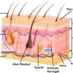 Bagian-Bagian Kulit