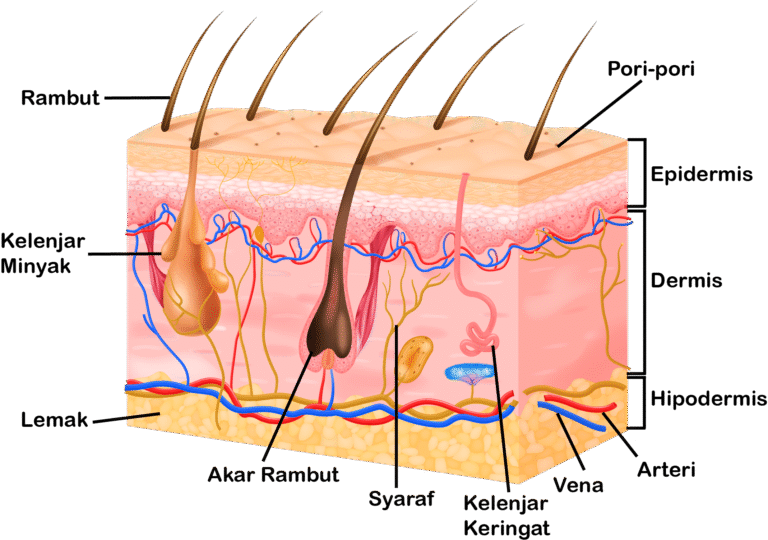 Bagian-Bagian Kulit