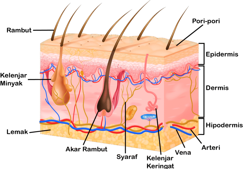 Bagian-Bagian Kulit