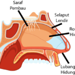 Bagian-bagian Hidung