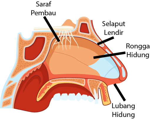 Bagian-bagian Hidung