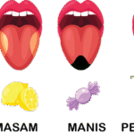 Bagian-bagian Lidah
