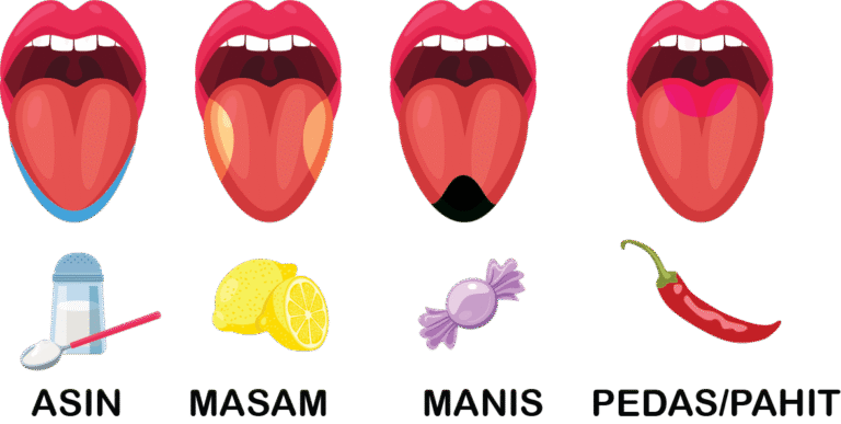 Bagian-bagian Lidah