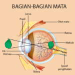 Bagian-bagian Mata