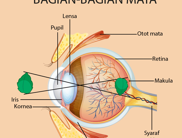 Bagian-bagian Mata