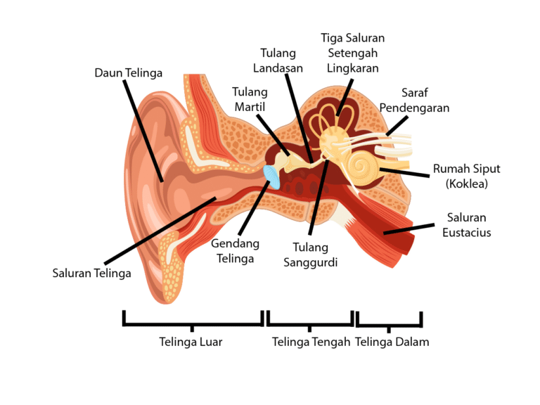 Bagian-bagian Telinga