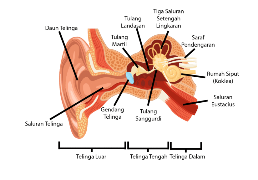 Bagian-bagian Telinga